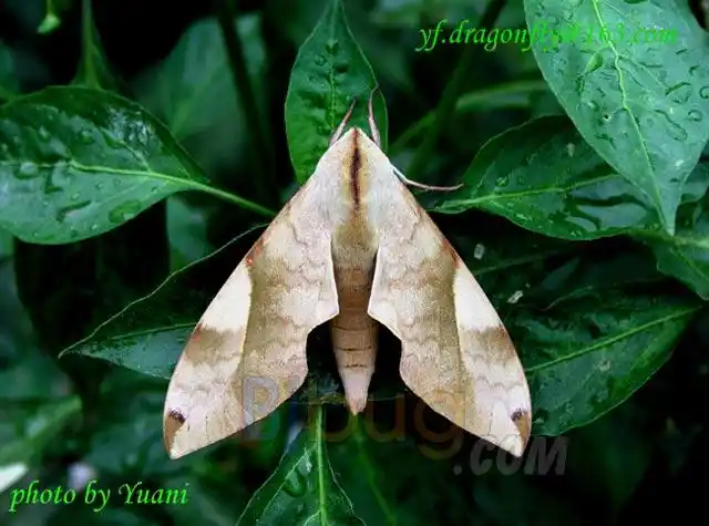 豆天蛾_动物学图库_食品图库_食品伙伴网