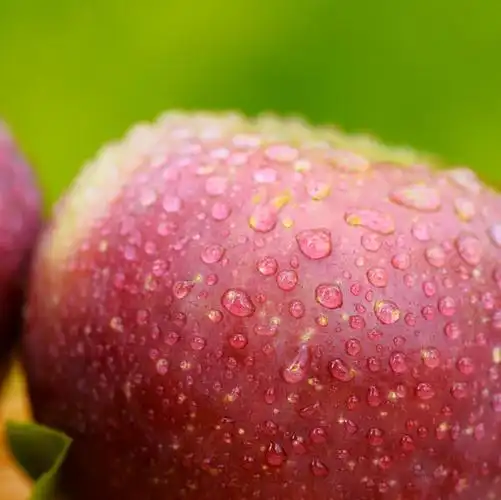 普通苹果 - 幸福果屋水果店