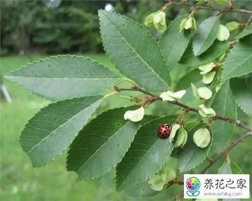 榔榆与榆树的区别是什么