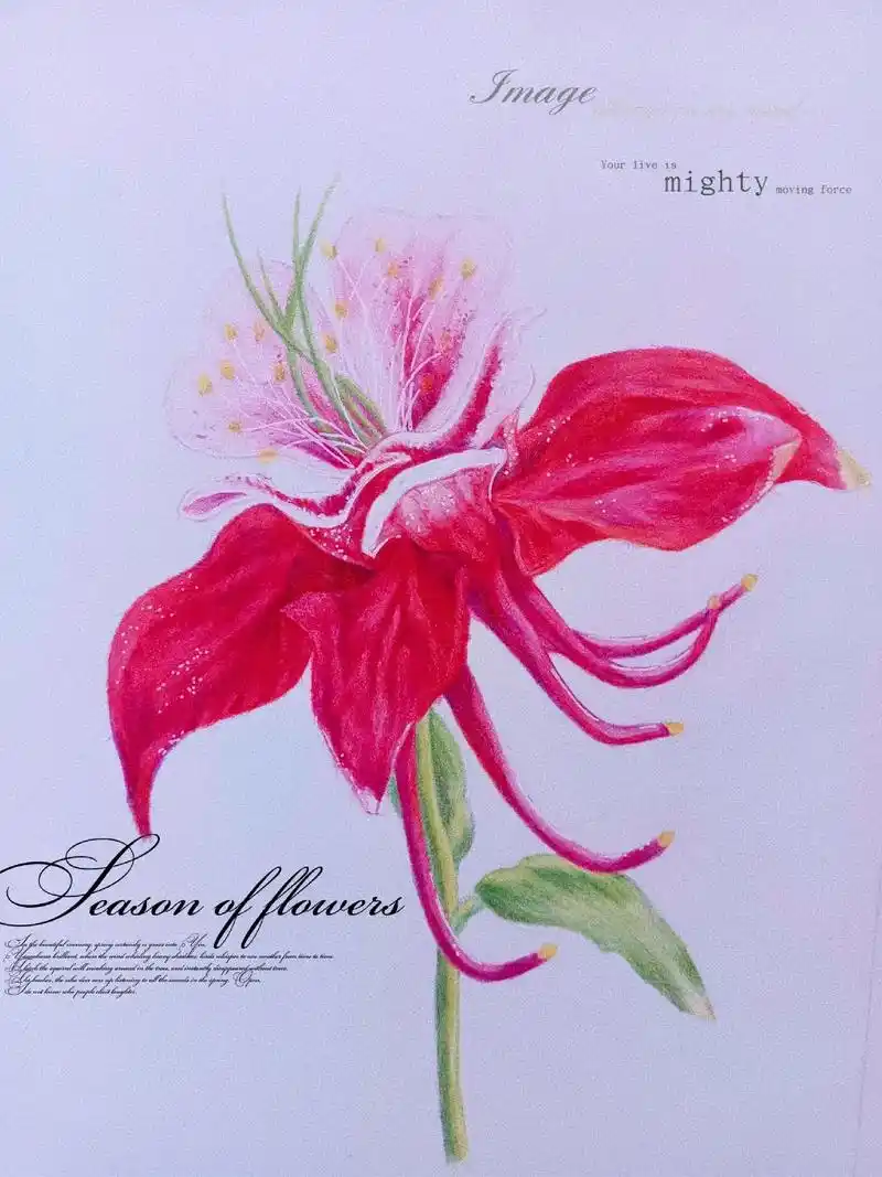 彩铅手绘花卉附步骤