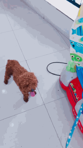 小白坐摇摇车很开心,旁边的流浪泰迪一脸羡慕:能让我坐一会儿吗