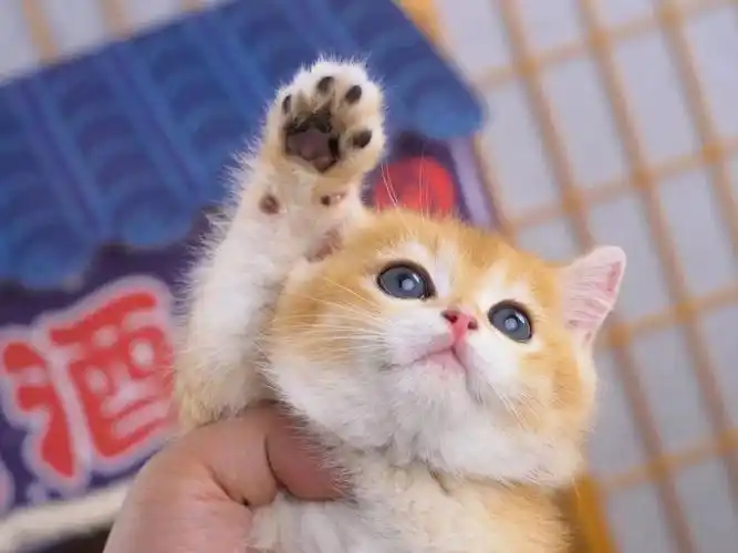 12色金渐层弟弟