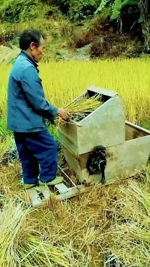 60年代的打谷机,大叔正在地里收稻谷,有人见过吗