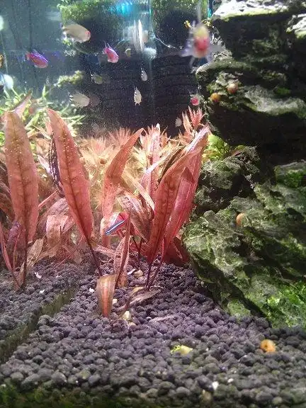 极品红椒草-求鉴定