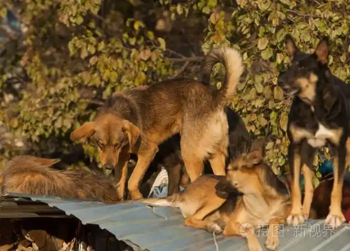 聚集成一群威胁生命的狗
