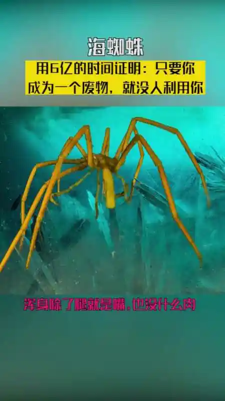 奇闻趣事抢先看#万物相生相克,但这个无敌的生物居然是废物海洋海蜘蛛