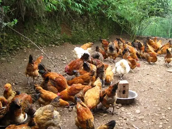 羊保险死一只赔多少钱 农村养殖保险理赔