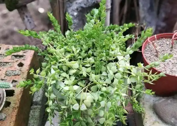 百万心实在就是串钱滕,串钱滕是百万心的别称霸了,在养护观赏植物的时