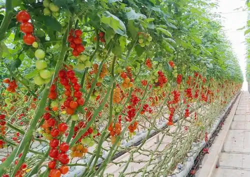 品牌引领科技驱动源城区蔬菜产业园谱写新篇章