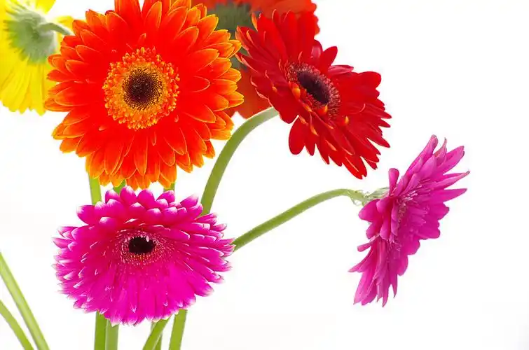 非洲菊,彩色,花,白色背景,背景_高清图片_全景视觉