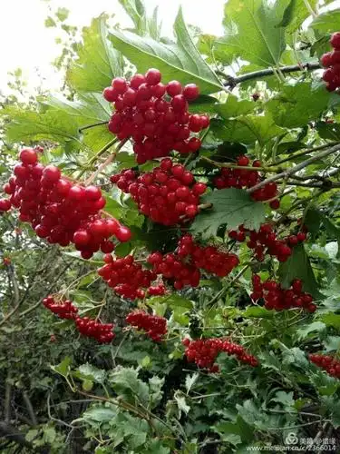 家乡的"山里红"