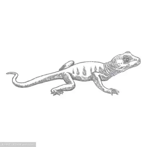 蜥蜴或壁虎蜥蜴孤立和手绘.向量