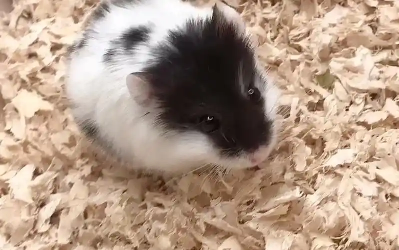 侏儒一线奶牛仓鼠