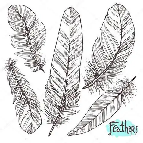 羽毛的简笔画 羽毛的简笔画怎么画