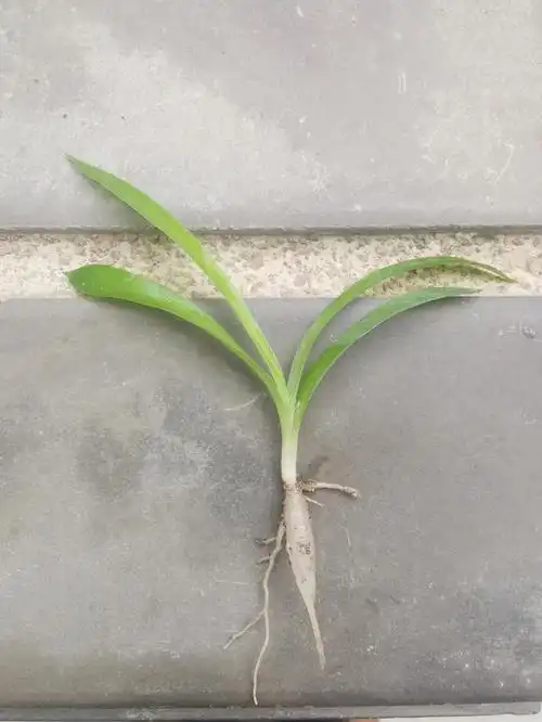 吊兰种子发芽长苗是什么样子,养吊很久了也不知道,把小苗出看一下