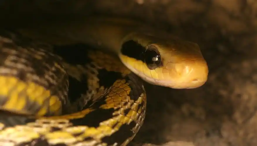 p>黑眉锦蛇(拉丁名:elaphe taeniura)是大型无毒蛇,全长可达2米左右.