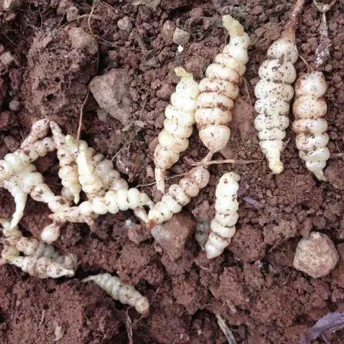 有人当它是虫草,有人称它"地牯牛",农村却天天当菜吃