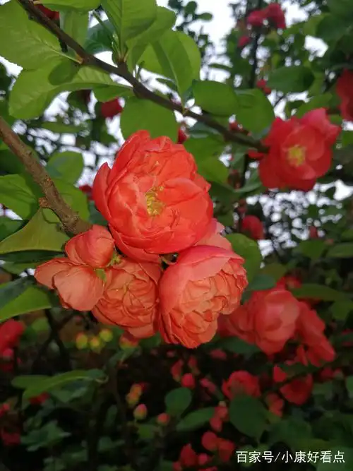 开得红艳,美得大气,这才是牡丹海棠