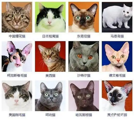 科普贴|猫咪的几大品种