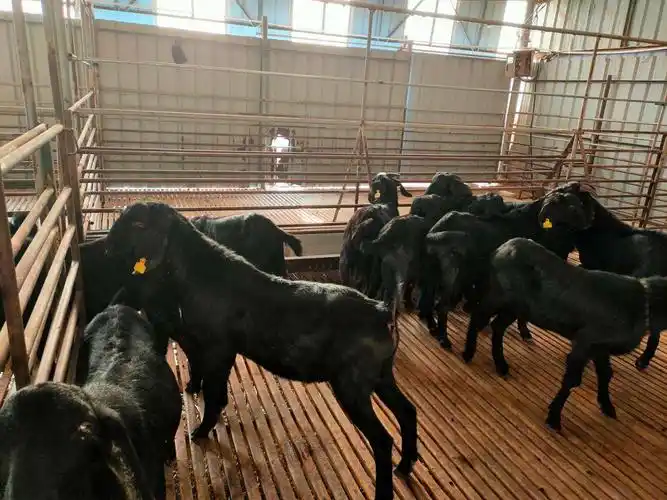 新昌努比亚黑山羊成本与利润东北适合养努比亚黑山羊吗-好运养殖