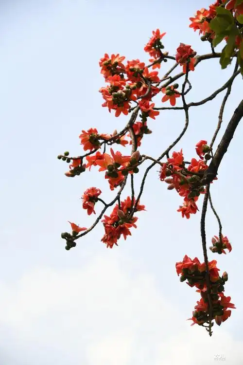 美丽的广州市市花