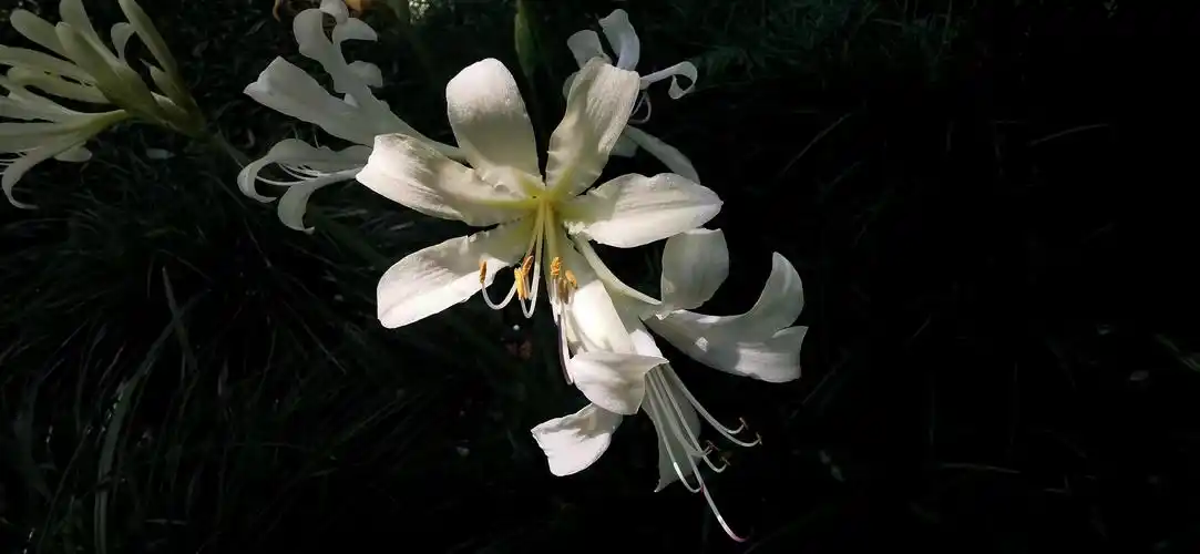 白花石蒜——天堂之花