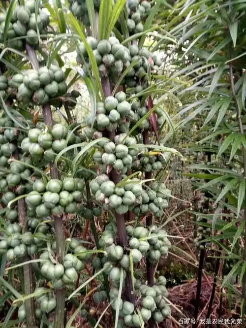 云南滇黄精品种欣赏,赏心悦目