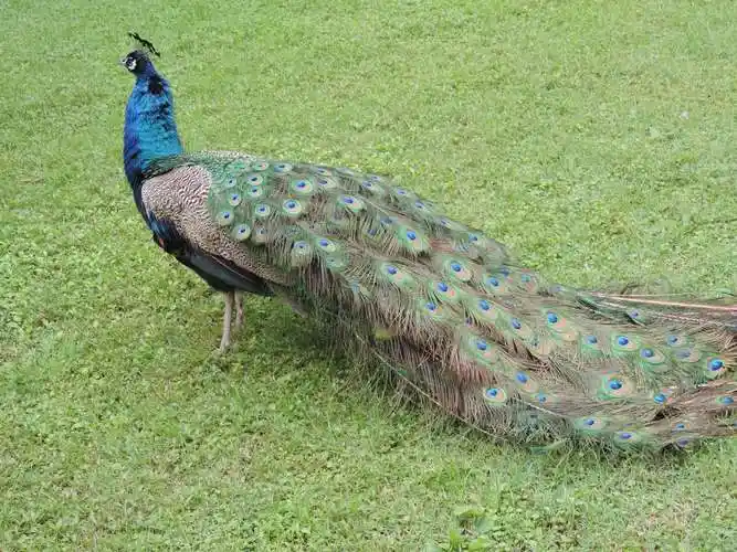 天赐温泉的绿孔雀 金丝鸟