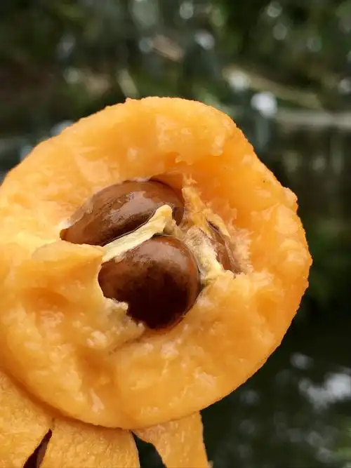 大五星枇杷 0.6两