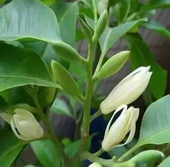 黄果兰泡酒的制作方法,黄果兰食用禁忌插图