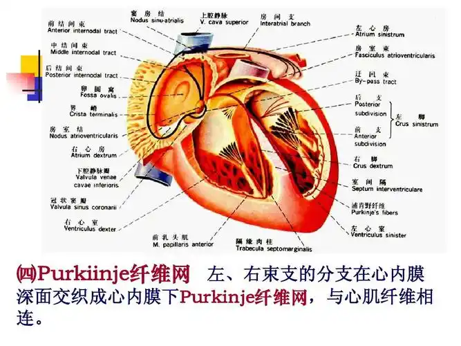 心血管系统解剖学课件07ppt