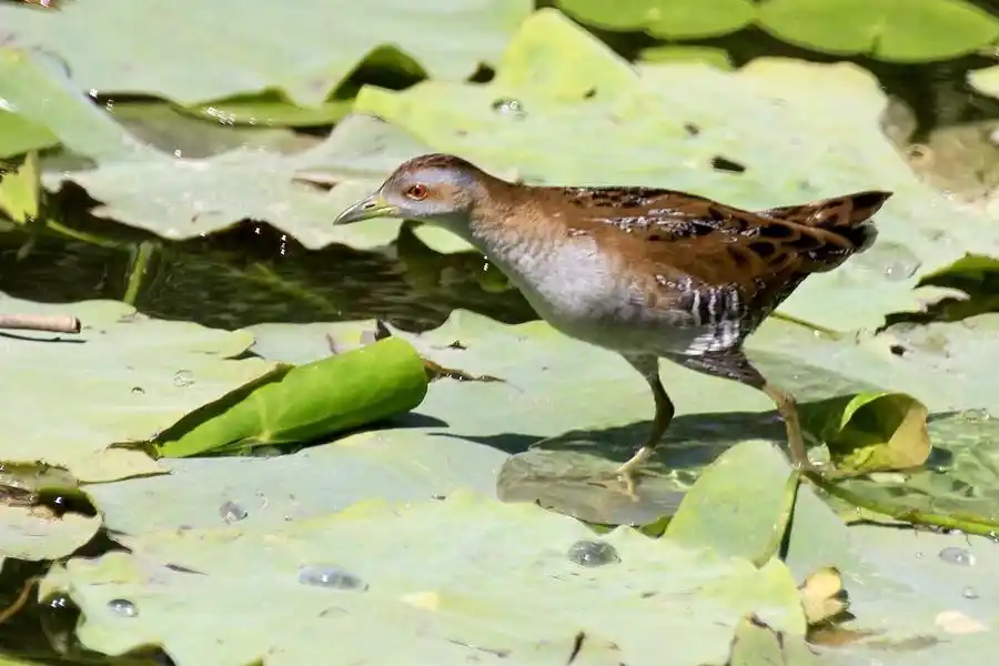 鸟——【姬田鸡】