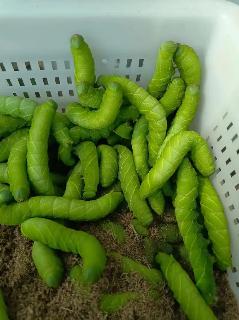 豆虫养殖豆丹养殖.