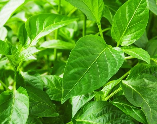 告诉你一个美食,辣椒叶超级好吃,可补肝肾,治胃病,减肥美容