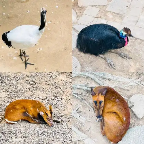 西双版纳热带动物园