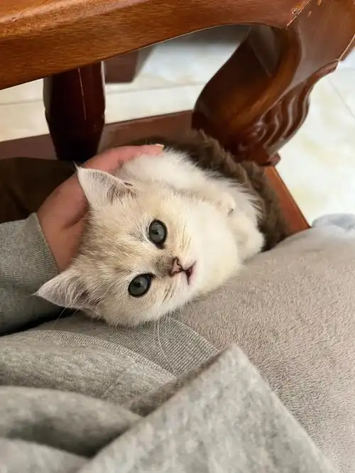 两个月大的银渐层