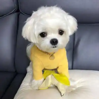 博美犬图片头像萌萌哒可爱博美犬头像高清图