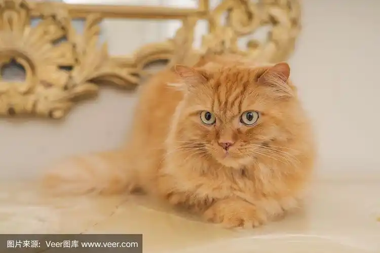 漂亮的姜黄色长毛猫