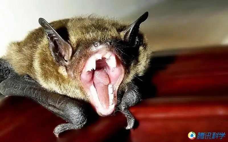 蝙蝠十大超能力:超声探测能力无与伦比_科普中国网