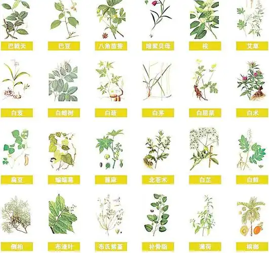 百草 本草纲木图片