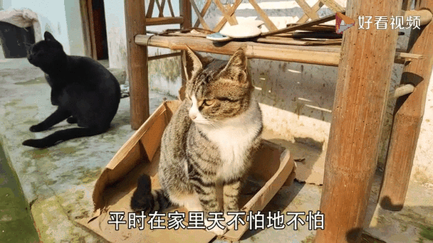 敢打狗的狸花猫,竟然也有害怕的东西