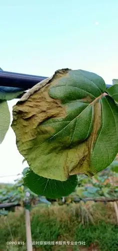 叶片受高温蒸腾产生了灼伤.