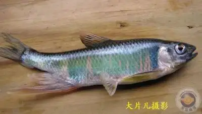 我的淡水鱼系列之三美丽的红翅子