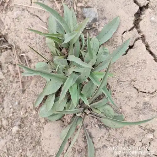 大自然的馈赠我收下了——2野菜篇之"苦麻子"