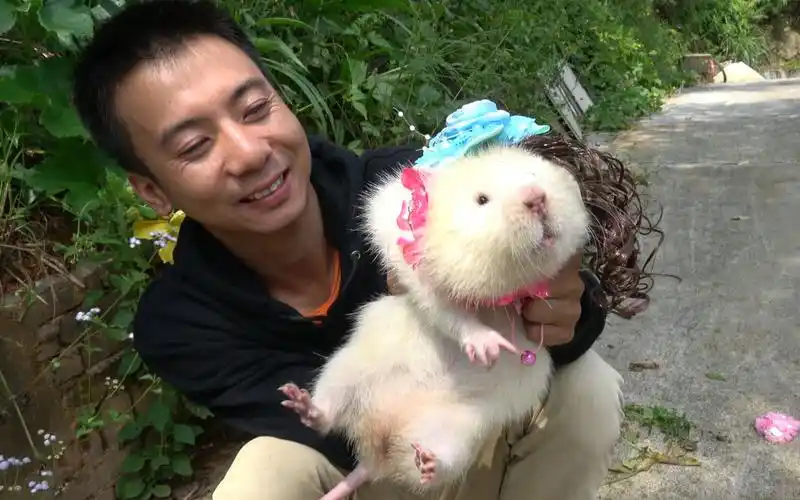 华农兄弟给小白穿上女装后更漂亮了