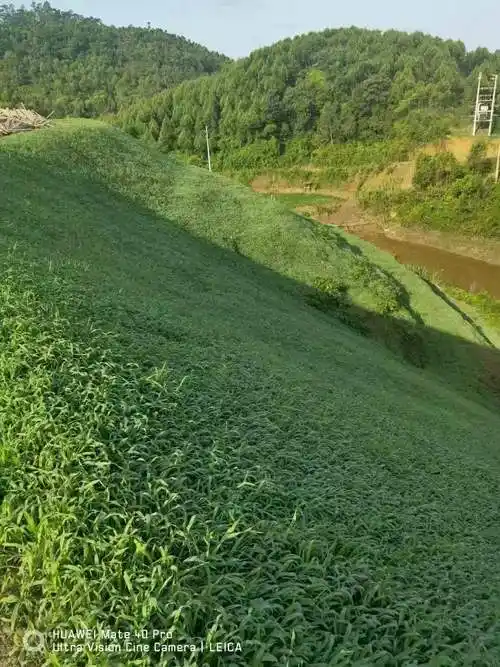 护坡草籽牙根百喜耐旱耐高温边坡绿化复绿草坪家庭园艺种子