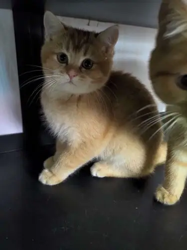 武汉金渐层金虎斑弟弟出售价格不高