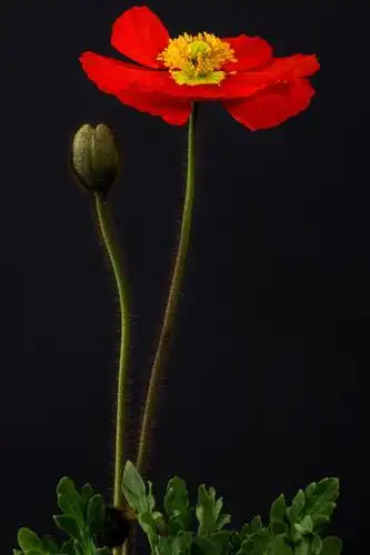 罂粟开花绽放宏观冰岛罂粟mohngewaechs