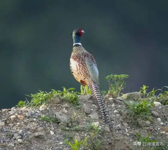 湖北南漳:雉鸡展翅 山野觅食_漳县_保护_野鸡