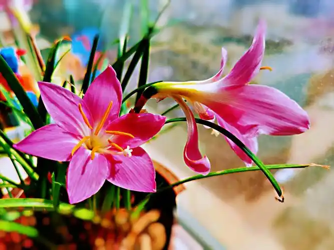 窗台上的蒜兰花开了